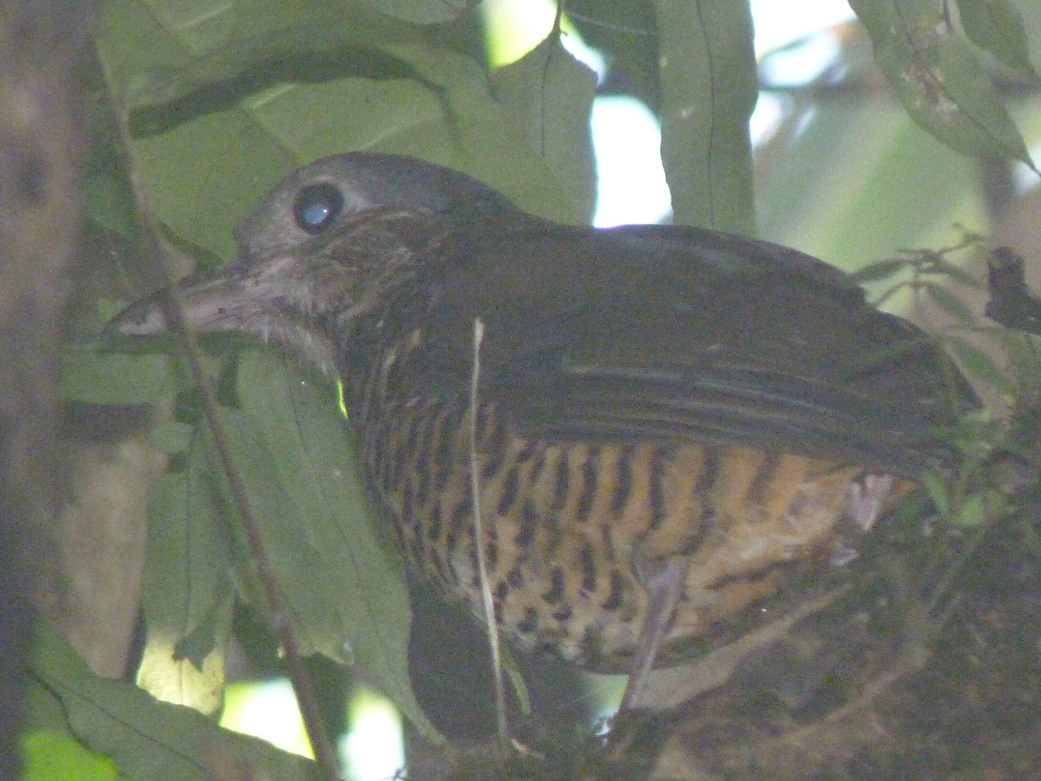 Great Antpitta illustration