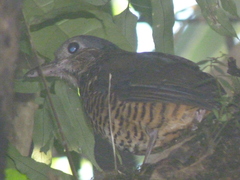 Great Antpitta photo 1