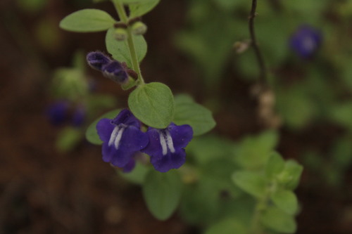 Mexican Skullcap (Scutellaria potosina)