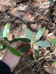 Alyxia spicata