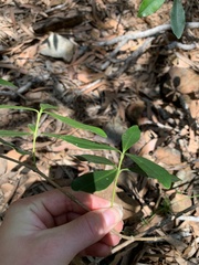 Alyxia spicata