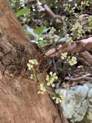 Syzygium branderhorstii