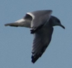 Larus glaucescens × occidentalis