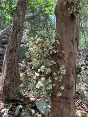 Syzygium branderhorstii