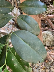 Syzygium branderhorstii