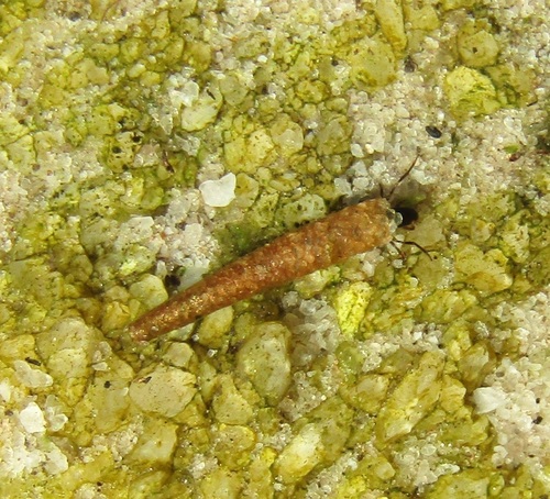 Setodes barnardi