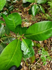 Psychotria mariana
