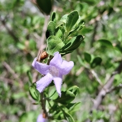 Leucophyllum laevigatum