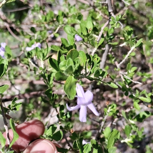 Leucophyllum laevigatum, photograph 1