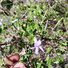 Leucophyllum laevigatum, photograph (c) Mauricio Calderón, some rights reserved (CC BY)