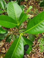 Psychotria mariana