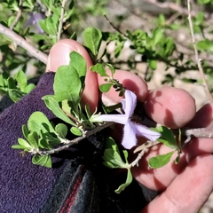 Leucophyllum laevigatum, photograph (c) Mauricio Calderón, some rights reserved (CC BY)
