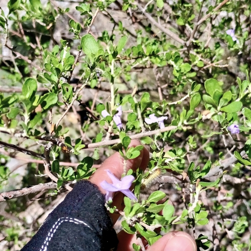 Leucophyllum laevigatum, photograph 3