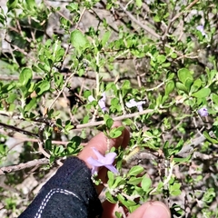Leucophyllum laevigatum, photograph (c) Mauricio Calderón, some rights reserved (CC BY)