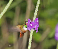 Lophornis adorabilis
