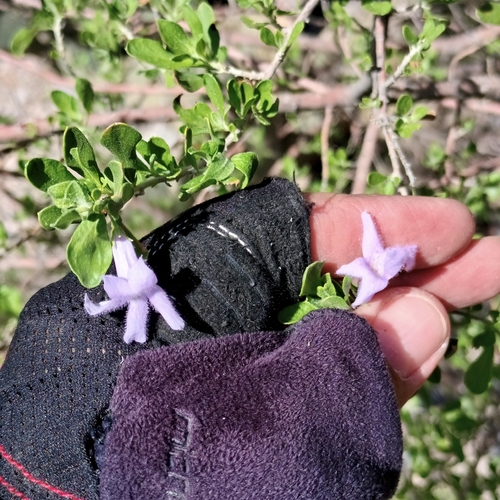 Leucophyllum laevigatum, photograph 4