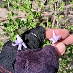 Leucophyllum laevigatum, photograph (c) Mauricio Calderón, some rights reserved (CC BY)