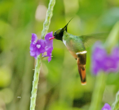 Lophornis adorabilis