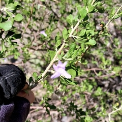 Leucophyllum laevigatum, photograph (c) Mauricio Calderón, some rights reserved (CC BY)