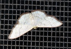 Idaea coercita