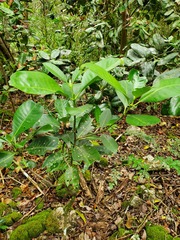 Psychotria mariana
