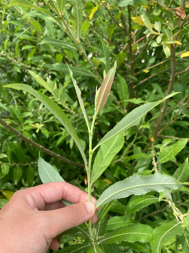 heart-leaved willow (Salix eriocephala)
