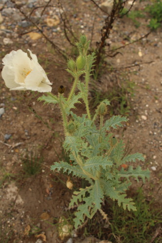 Argemone echinata (Argemone echinata)