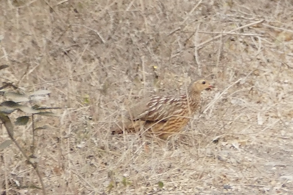 Gray-striped Spurfowl (Pternistis griseostriatus) photo