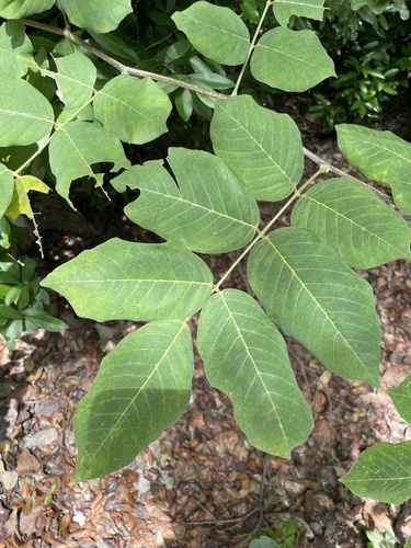Florida fishpoison tree (Piscidia piscipula)