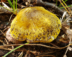 Tricholoma subluteum