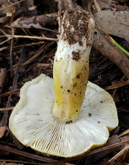 Tricholoma subluteum