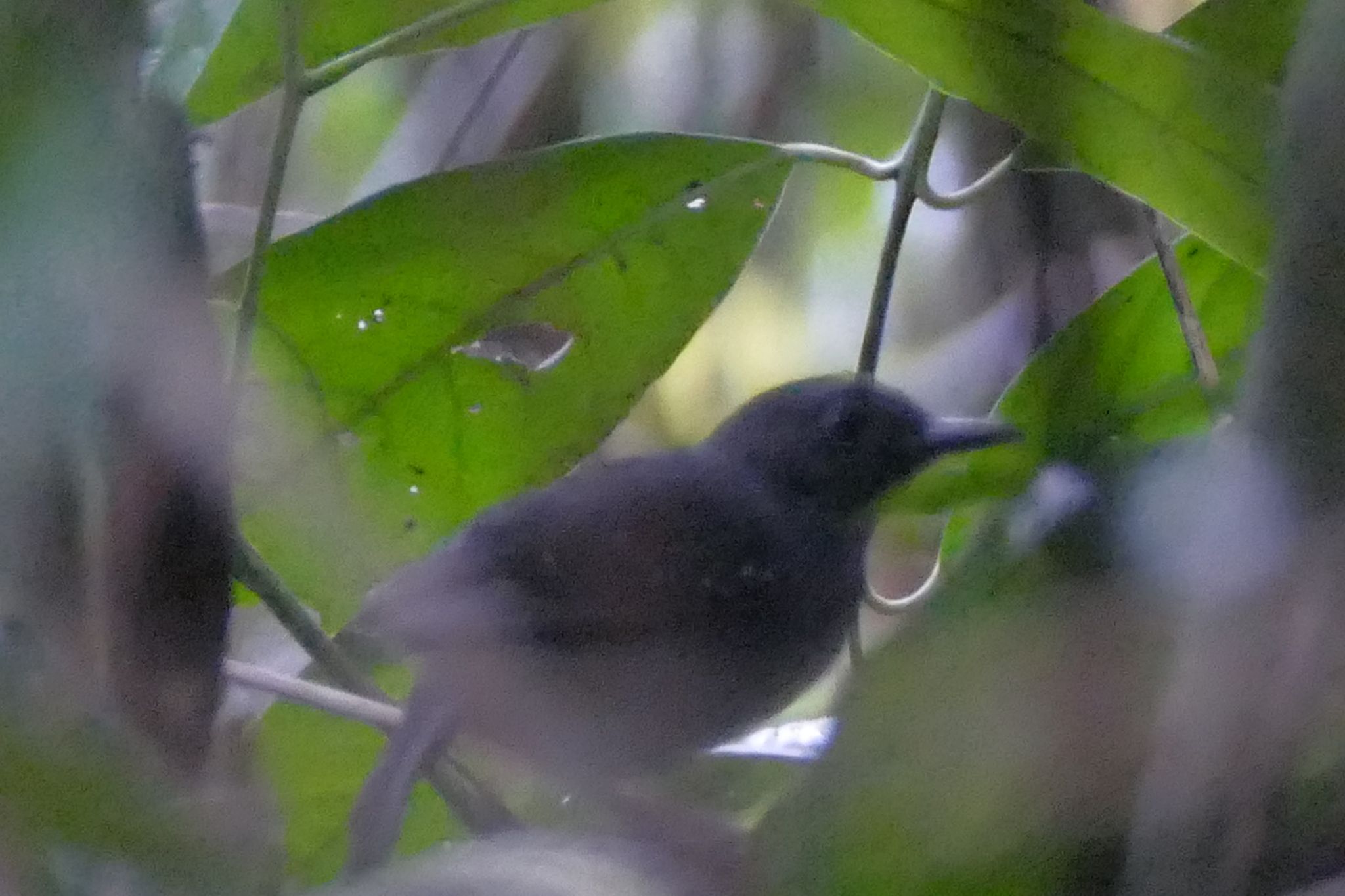 Brownish-headed Antbird illustration