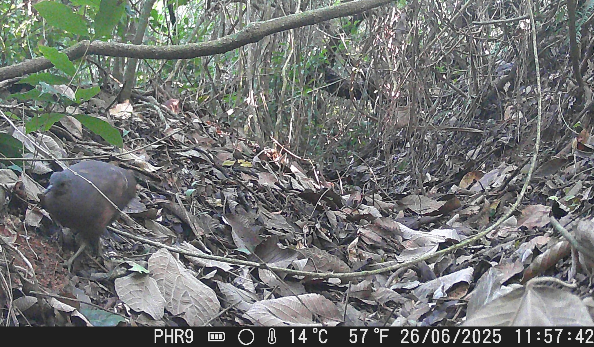 Brown Tinamou (Crypturellus obsoletus), photo 8
