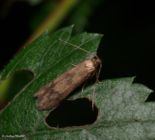 Hypatopa inunctella