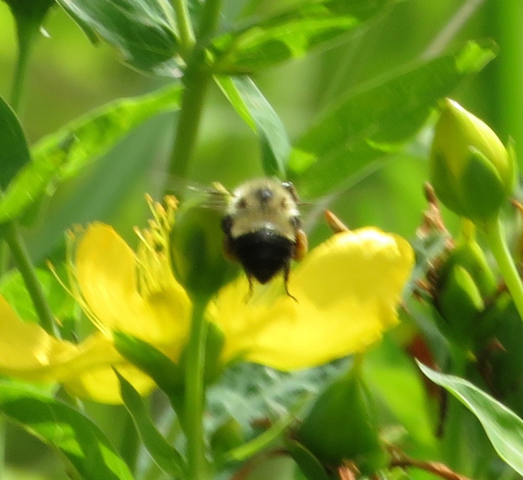 Half-black Bumble Bee from Ogle County, IL, USA on July 16, 2025 at 11: ...