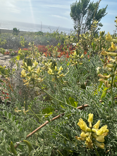 San Clemente Island milkvetch (Astragalus nevinii)