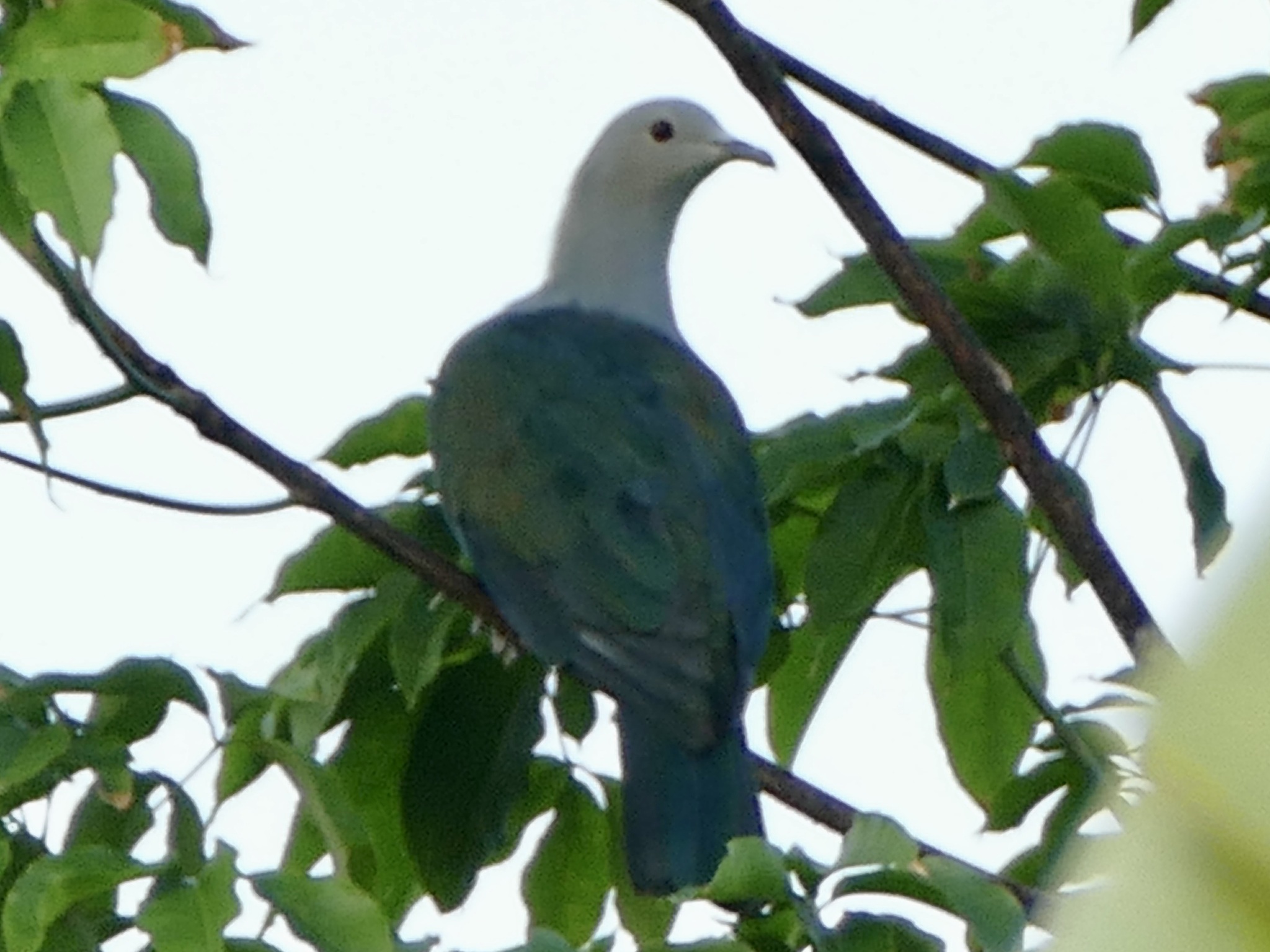 Enggano Imperial-Pigeon illustration