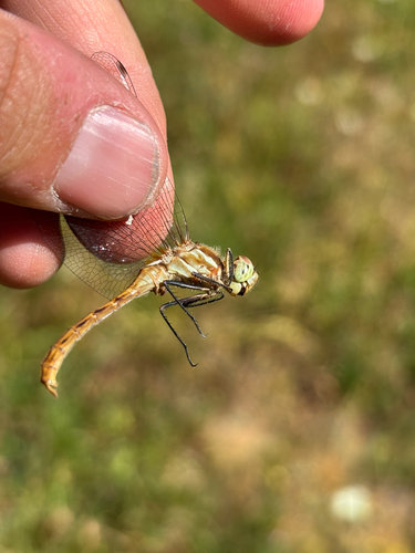 iNaturalist observation photo of Striped Meadowhawk