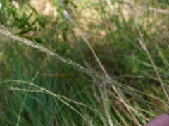 Aristida virgata