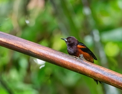 Martinique Oriole photo 2