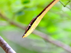 Oxybelis microphthalmus
