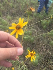 Helianthus salicifolius