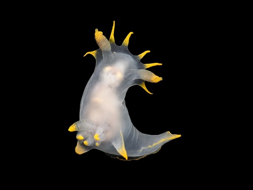 Polycera kernowensis