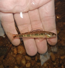Shield Darter photo 3