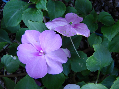 Impatiens walleriana
