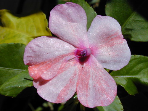 Impatiens walleriana