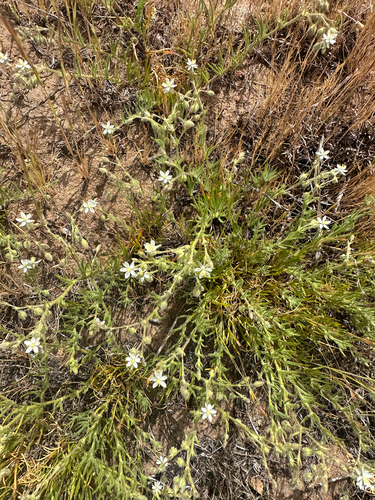 hairy sandspurry (Spergularia villosa)