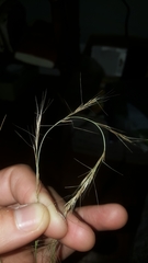 Aristida virgata