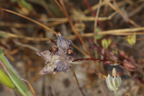 iNaturalist observation photo of cowbag clover