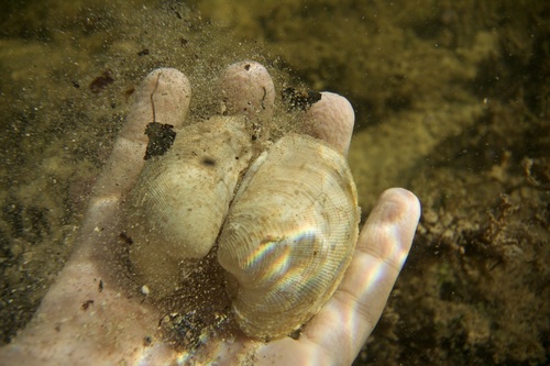 Periglypta listeri observed 2025-07-11